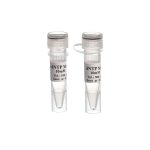 dNTP Mix - 500 µl-mm2082