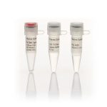 T4 DNA Ligase (5 U/µL)