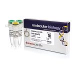 AdeI (DraIII) (10 U/µL)