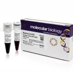 GeneRuler 100 bp DNA Ladder, ready-to-use