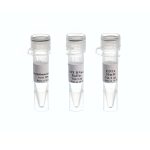 Ribonuclease A.DNase andprotease free.20mg/ml
